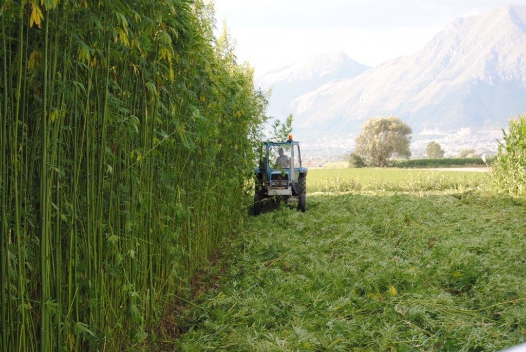 Dall’alimentazione all’energia: ddl per incentivare la produzione di canapa