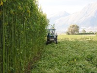 Dall’alimentazione all’energia: ddl per incentivare la produzione di canapa