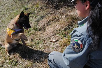 Frosolone, mercoledì inaugurazione del nucleo cinofilo della Forestale