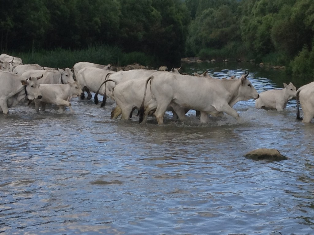 Mercoledì torna il rito della ‘transumanza’
