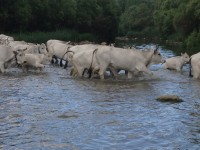 Mercoledì torna il rito della ‘transumanza’