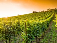 Nuovi impianti vitivinicoli, c’è la graduatoria