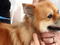 Al Parco Manzoni la microchippatura gratuita dei cani