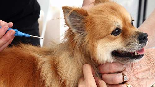 Al Parco Manzoni la microchippatura gratuita dei cani