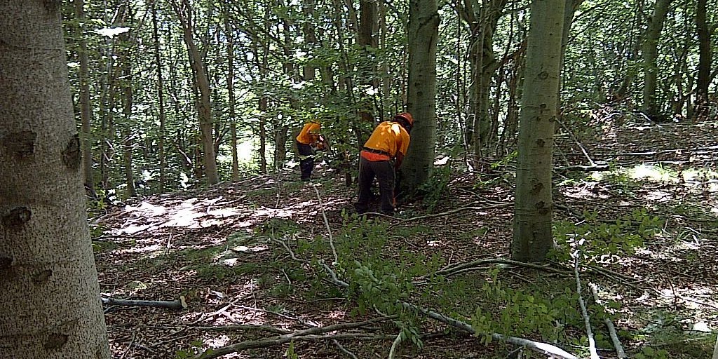 Operai forestali, l’Arsarp scorrerà la graduatoria