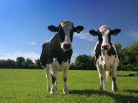 Produzioni zootecniche molisane, tavola rotonda lunedì ad Isernia