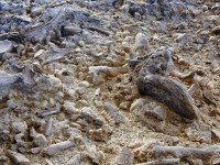 La Pineta, Coia e d’Apollonio in visita