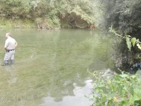 Bufala lo carica, uomo costretto a rifugiarsi su un albero