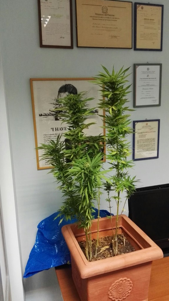 Piantagione di marijuana sul balcone, trentenne denunciato