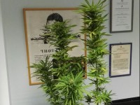 Piantagione di marijuana sul balcone, trentenne denunciato