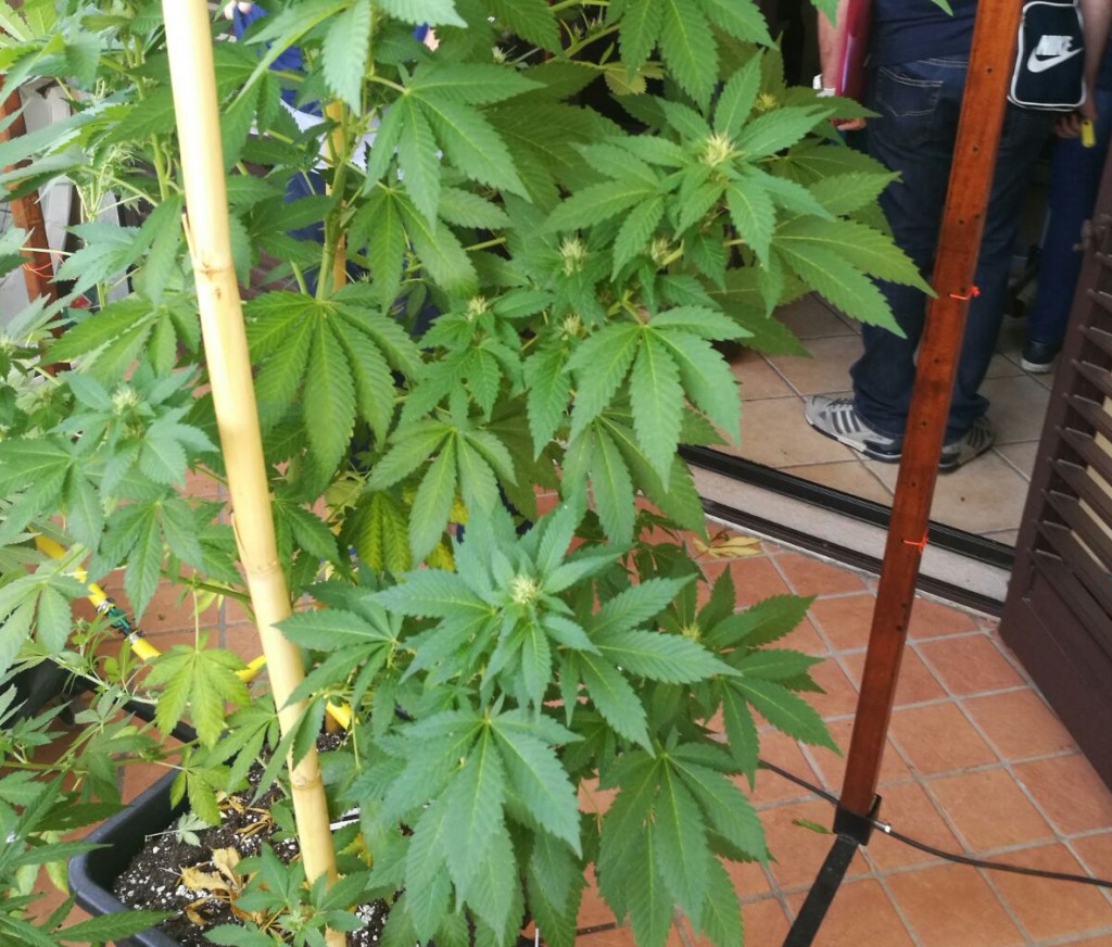 Piantagione di canapa sul balcone, 23enne venafrano denunciato
