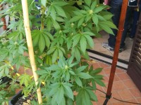 Piantagione di canapa sul balcone, 23enne venafrano denunciato