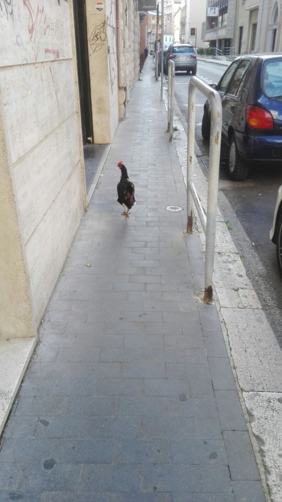 Campobasso, traffico in tilt in via Garibaldi per la presenza di una gallina