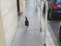 Campobasso, traffico in tilt in via Garibaldi per la presenza di una gallina