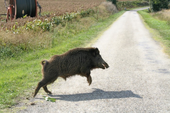 Subito It Campobasso Cerco Cane Da Cinghiale