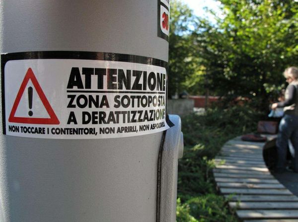 Da lunedì al via la derattizzazione a Campobasso