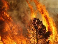 Causa un incendio nel bosco, denunciato 50enne