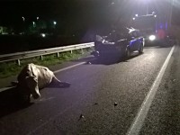 Incidente al bivio per San Massimo: coinvolti un camion, un’auto e tre mucche