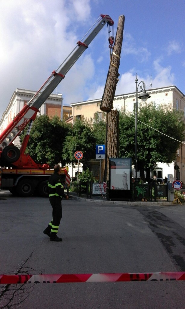 Sequoie, Italia Nostra si fa sentire con l’amministrazione campobassana
