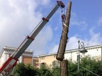 Sequoie, Italia Nostra si fa sentire con l’amministrazione campobassana