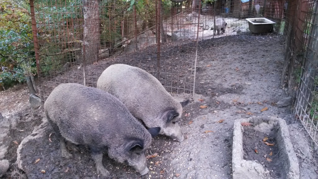 Alleva cinghiali con permessi scaduti da otto anni, denunciato dalla Forestale