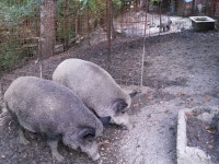 Alleva cinghiali con permessi scaduti da otto anni, denunciato dalla Forestale