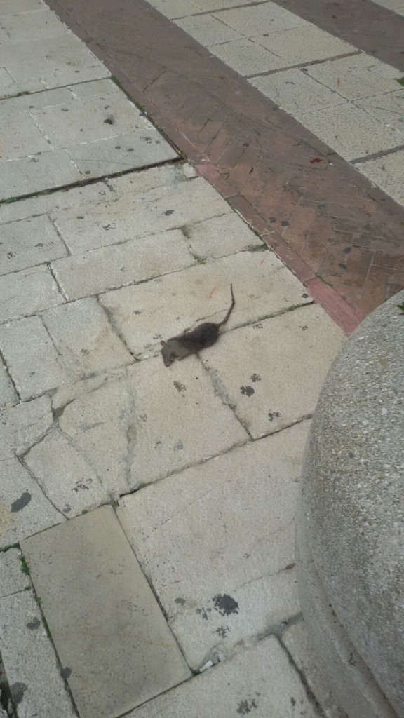 Lotta serrata ai topi, a Campobasso riparte la derattizzazione