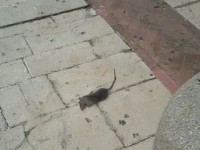 Lotta serrata ai topi, a Campobasso riparte la derattizzazione