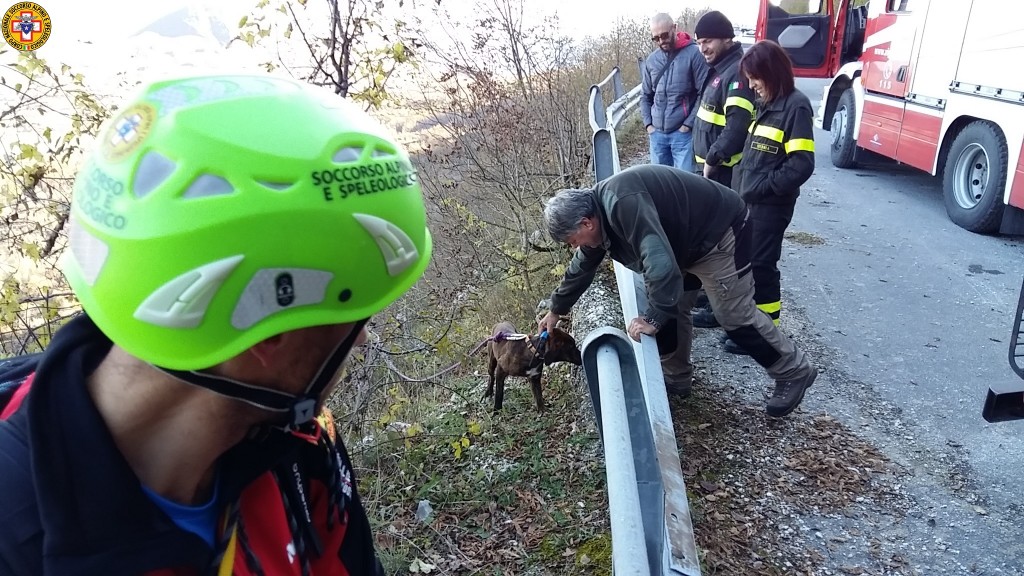Cane da caccia bloccato in un dirupo recuperato dal Soccorso Alpino