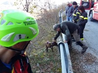 Cane da caccia bloccato in un dirupo recuperato dal Soccorso Alpino