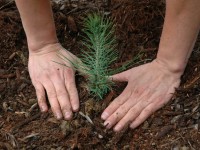 Giornata dell’albero, la sensibilizzazione dell’assessorato regionale