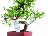 Lotta all’Aids, in sette centri molisani sarà possibile donare un contributo