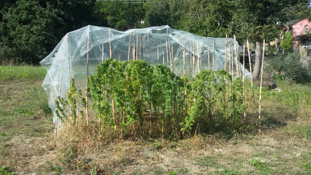 Coltivava piante di ‘marijuana’, nei guai giovane di Duronia