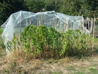 Coltivava piante di ‘marijuana’, nei guai giovane di Duronia