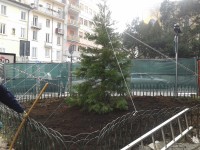 Piazza Cesare Battisti si rianima, piantata la ‘mini’ sequoia