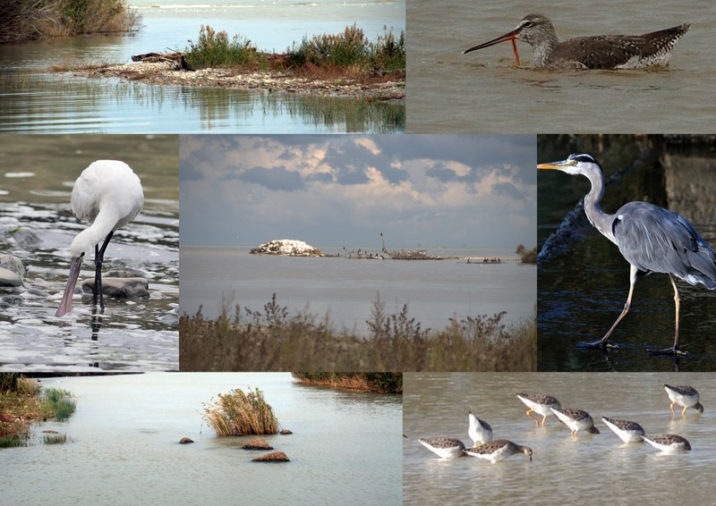 Montenero di Bisaccia, riserva naturale sotto l’albero
