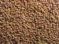 Capracotta e Castelluccio, Natale solidale con la lenticchia fil rouge