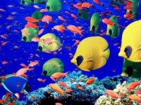 Sequestrato carico con tonnellate di pesci tropicali diretto a Campobasso