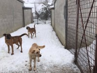 Blitz a 5 Stelle al canile di Santo Stefano, pronto un esposto