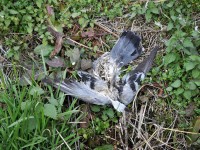 Morìa di piccioni nel Rava a Venafro