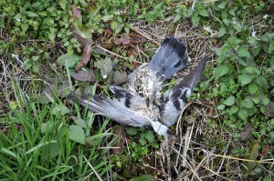 piccione morto nel rava particolare