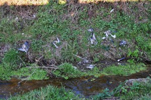 piccioni morti nel rava panoramica
