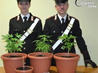 Studente coltiva marijuana in casa, denunciato