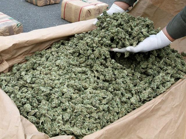 Tremiti, la Finanza sequestra 64 chili di marijuana