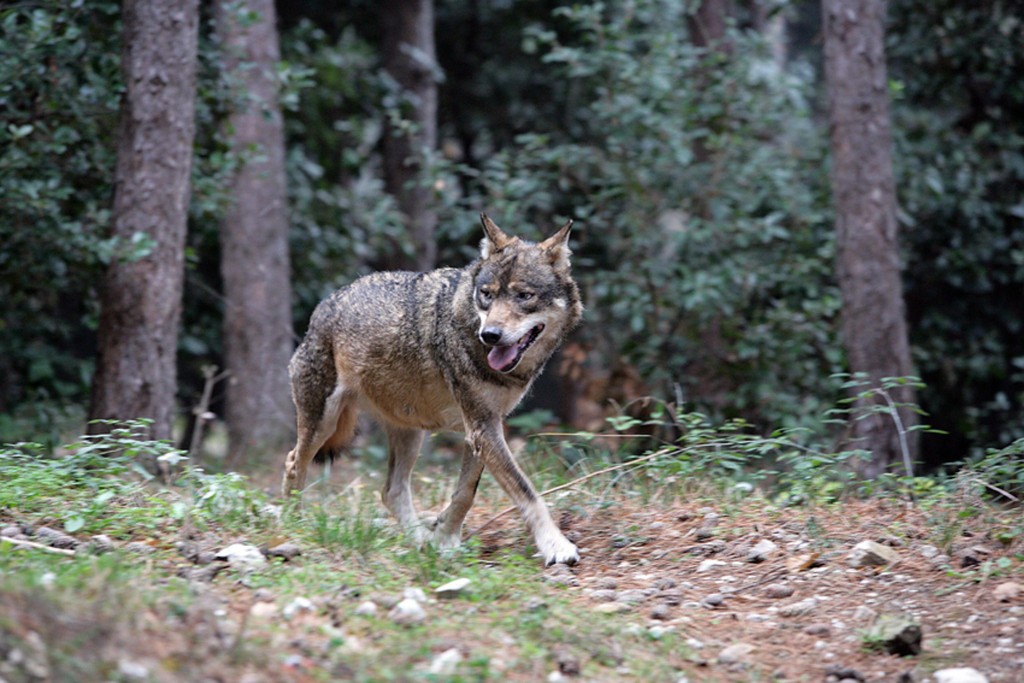 Un lupo in un'immagine d'archivio. ANSA
Lesemplare, rinvenuto agonizzante per avvelenamento, ?? stato salvato dalla Forestale e dal personale veterinario
Perugia, 7 marzo 2013 - Torna in libert?? il giovane lupo che rischiava di morire avvelenato, in Umbria, se non fosse stato per il tempestivo intervento del Corpo forestale e del servizio veterinario, allertati dalla segnalazione di un privato cittadino. Ezechiele Jr, questo il soprannome dellesemplare maschio di circa due anni, lo scorso sabato si aggirava agonizzante in localit?? San Giovanni di Boschetto, una zona montana del comune di Nocera Umbra (PG), quando ?? stato avvistato dalluomo che ha lanciato lallarme.
Sul posto sono accorsi un medico veterinario e i Forestali del Comando Stazione di Nocera Umbra e al lupo ?? stata somministrata una dose di antidoto e una di anestetico cos?? da permetterne la cattura. Una volta prelevato e trasportato dai Forestali presso lo studio del veterinario, ?? stato sottoposto ad alimentazione tramite fleboclisi e alle cure adeguate.
Le cronache degli ultimi giorni riportano in drammatica evidenza il grave fenomeno dellabbandono di esche e bocconi avvelenati in varie zone della regione. Basti pensare ai due lupi trovati morti a distanza di pochi giorni luno dallaltro allinterno del Parco dei Monti Sibillini.
?? emergenza, quindi, per questa specie, protetta ma minacciata dalle insidie della pressione antropica e del bracconaggio.
Dai primi controlli ?? emerso che lesca avvelenata ingerita dal mammifero fosse costituita da sostanze diserbanti.
La Forestale ha avviato ampie indagini mirate ad individuare i responsabili della vicenda. Nel frattempo lupo Ezechiele ha ripreso a correre riconoscente tra i boschi di una delle regioni pi?? verdi dItalia.