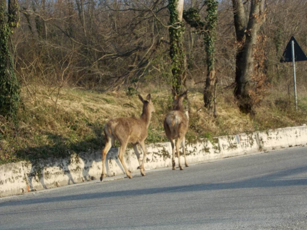 Incontri sorprendenti