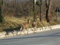 Incontri sorprendenti