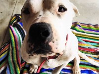 Venafrana adotta Sherman, scoppia guerra con la Germania