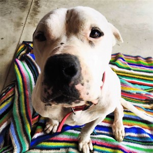 sherman cane randagio adottato da jessica di cicco venafro