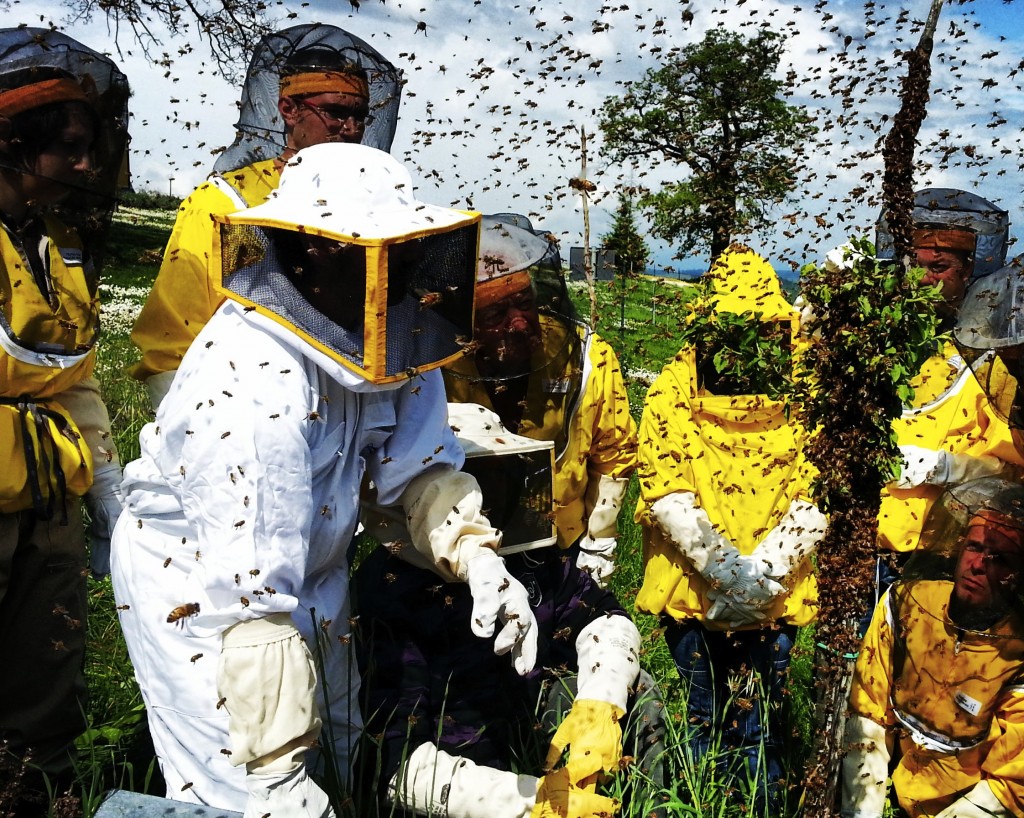 Definite le graduatorie del programma annuale di sviluppo dell’apicoltura